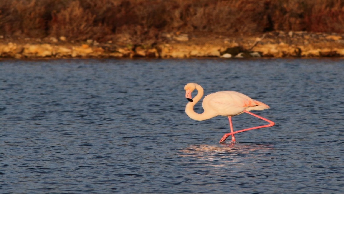 Flamant rose